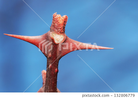 花椒的葉痕和冬芽 132806779