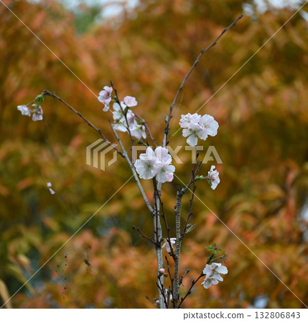 October Cherry Blossoms, 21st Century Forest and Plaza, Matsudo City, Chiba Prefecture 132806843