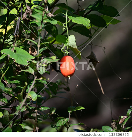 Red caltrops, 21st Century Forest and Plaza, Matsudo City, Chiba Prefecture 132806855