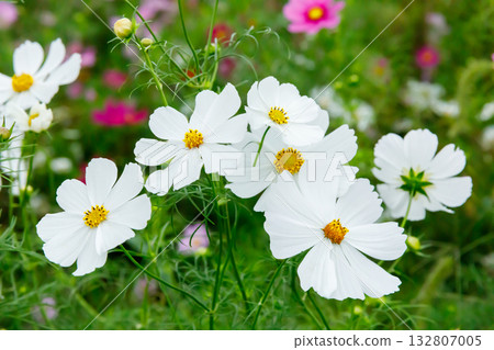 秋日櫻花盛開。 秋日櫻花盛開。 132807005