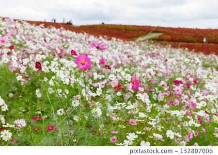 秋日櫻花盛開。 秋日櫻花盛開。 132807006