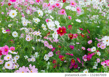 秋日櫻花盛開。 秋日櫻花盛開。 132807009