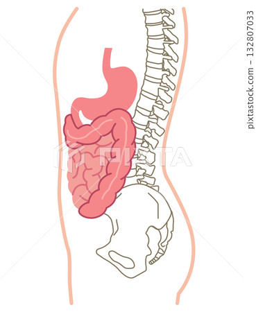 Side view of internal organs, digestive system, medical Side view of internal organs, digestive system, medical 132807033