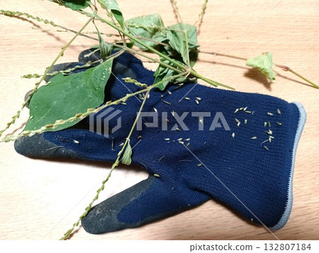 花園除草後,牛膝草的種子黏在手套上了。 花園除草後,牛膝草的種子黏在手套上了。 132807184