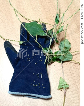 花園除草後，牛膝草的種子黏在手套上了。 132807192