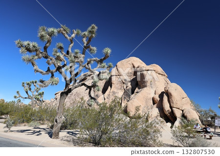 Joshua Tree National Park, California Joshua Tree National Park, California 132807530