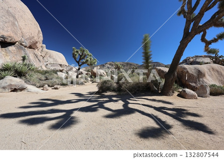 Joshua Tree National Park, California Joshua Tree National Park, California 132807544
