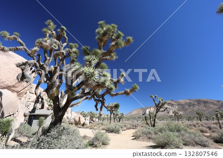Joshua Tree National Park, California Joshua Tree National Park, California 132807546