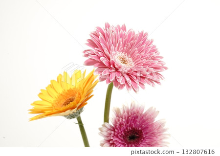 白色背景上的非洲菊 132807616