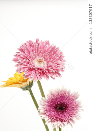 Gerbera flower on white background Gerbera flower on white background 132807617