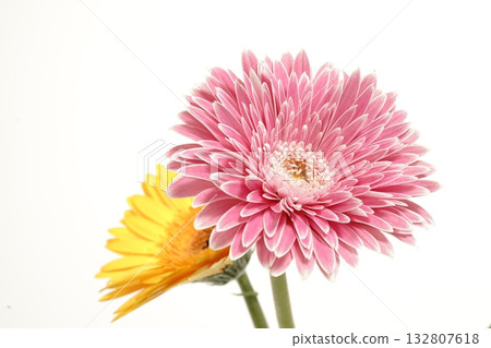 白色背景上的非洲菊 132807618