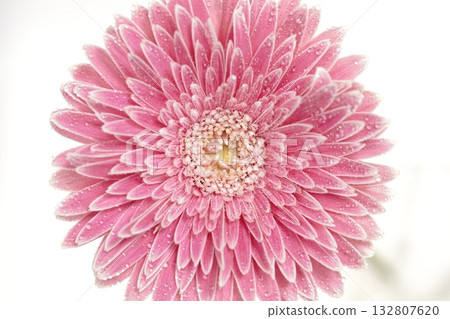 白色背景上的非洲菊 132807620