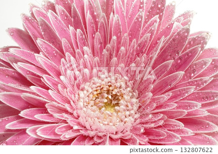 白色背景上的非洲菊 132807622