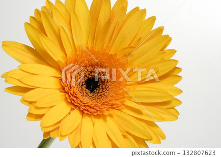 Gerbera flower on white background Gerbera flower on white background 132807623