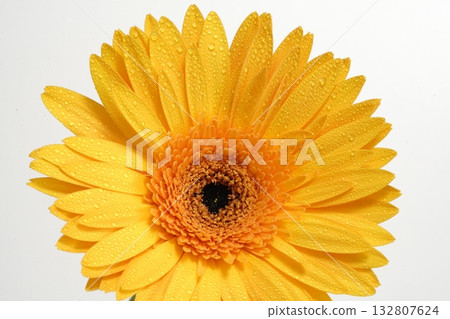 白色背景上的非洲菊 132807624