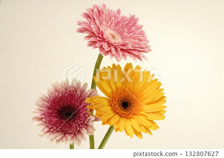 Gerbera flower on white background Gerbera flower on white background 132807627