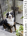 Bernese Mountain Dog that wants to go for a walk 132807743