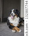 Bernese Mountain Dog standing at the entrance 132807744