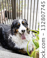 Bernese Mountain Dog having fun outside 132807745