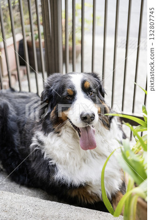 Bernese Mountain Dog having fun outside 132807745