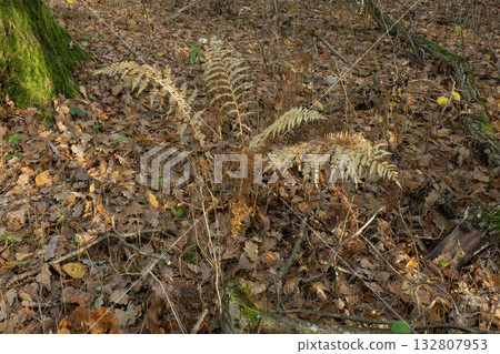 Dry ferns and fallen leaves on the forest floor in autumn Dry ferns and fallen leaves on the forest floor in autumn 132807953