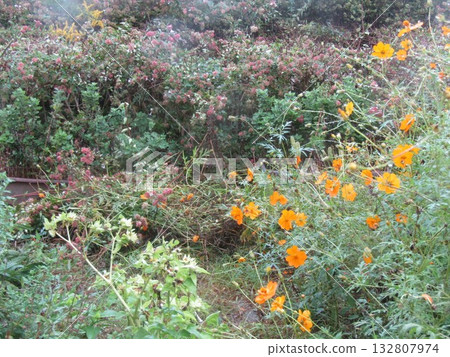 Abelia的白花與一些粉紅色的花朵 Abelia的白花與一些粉紅色的花朵 132807974