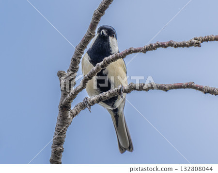 Tits fringing on branches 132808044