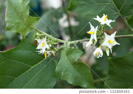 White flowers of eggplant blooming. 132808161