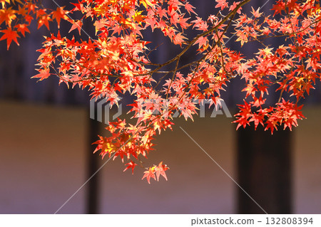 Korean temples colored with autumn leaves. 132808394