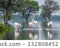 nature scenery or natural painting by Greater flamingo or Phoenicopterus roseus flock or flamingos family during winter migration at Keoladeo National Park Bharatpur bird sanctuary rajasthan india 132808452
