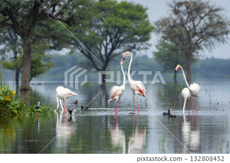 nature scenery or natural painting by Greater flamingo or Phoenicopterus roseus flock or flamingos family during winter migration at Keoladeo National Park Bharatpur bird sanctuary rajasthan india nature scenery or natural painting by Greater flamingo or Phoenicopterus roseus flock or flamingos family during winter migration at Keoladeo National Park Bharatpur bird sanctuary rajasthan india 132808452