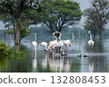 nature scenery natural painting by Greater flamingo or Phoenicopterus roseus flock or flamingos family in winter season migration Keoladeo National Park forest Bharatpur bird sanctuary rajasthan india 132808453