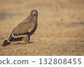Steppe eagle or Aquila nipalensis portrait in jorbeer conservation reserve bikaner rajasthan india asia. large bird of prey with eye contact during winter migration perched on ground in sunlight 132808455