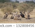 Flock of wild cinereous vulture and Eurasian griffon vulture or gyps fulvus and Aegypius monachus basking sun winter migration at desert national park jaisalmer rajasthan india asia 132808456