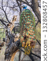 male Indian peafowl or Pavo cristatus or peacock in natural scenic winter season jungle perched on tree trunk at ranthambore national park forest tiger reserve rajasthan india asia 132808457