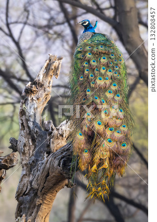 male Indian peafowl or Pavo cristatus or peacock in natural scenic winter season jungle perched on tree trunk at ranthambore national park forest tiger reserve rajasthan india asia 132808457