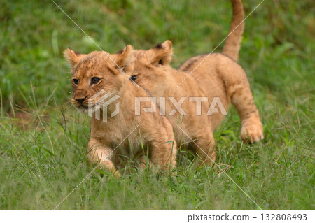 獅子幼崽玩捉迷藏 獅子幼崽玩捉迷藏 132808493