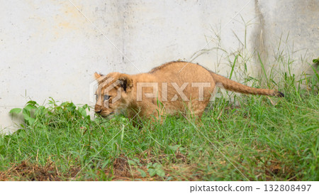 A lion cub hiding in the shade of the grass A lion cub hiding in the shade of the grass 132808497