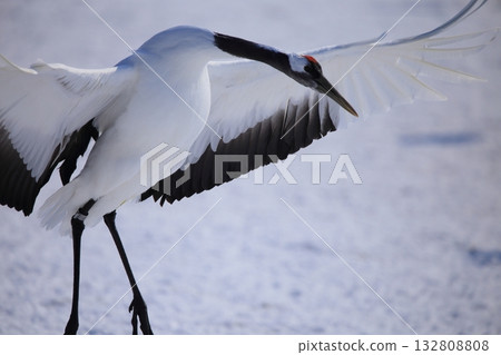 Flapping cranberries 132808808