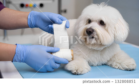 A veterinarian wearing blue gloves applies a bandage to the paw of a cute white Bichon Frise (or Maltese) dog at a clinic. A veterinarian wearing blue gloves applies a bandage to the paw of a cute white Bichon Frise (or Maltese) dog at a clinic. 132808851