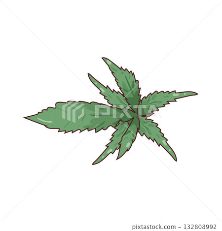 illustration of Weed 132808992