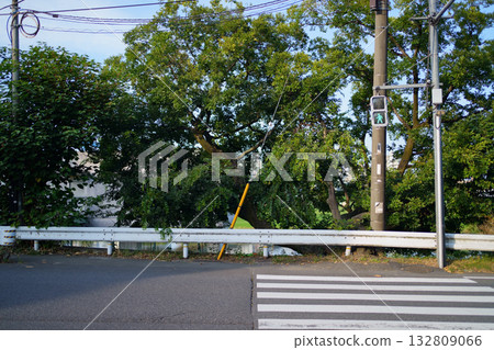 晨光照亮了綠燈和人行橫道(象徵新的開始) 晨光照亮了綠燈和人行橫道(象徵新的開始) 132809066