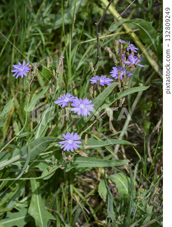 Chicory flowers on the meadow in summer Chicory flowers on the meadow in summer 132809249
