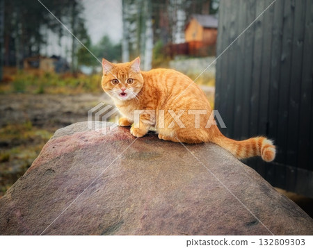 furious ginger tabby cat sitting on big rock near country house 132809303