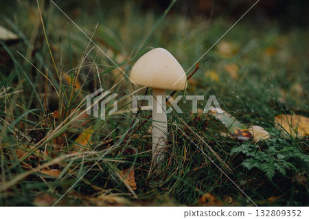 dangerous white toadstool in grass in urban garden dangerous white toadstool in grass in urban garden 132809352
