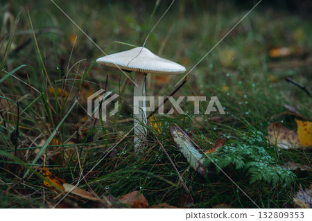 dangerous white toadstool in grass in urban garden 132809353