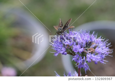 一隻艦長蝶在秋季花園裡盛開的紫色雛菊中吸食花蜜 132809367