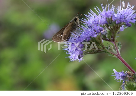 A skipper butterfly sucking nectar from a purple daisy flower blooming in an autumn garden 132809369