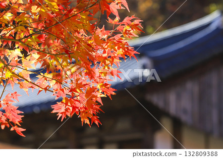 red maple leaves in autumn season 132809388