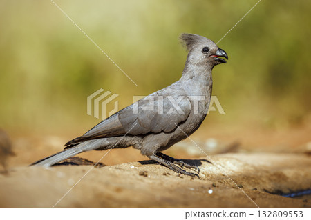 Grey go away bird in Greater Kruger National park, South Africa Grey go away bird in Greater Kruger National park, South Africa 132809553